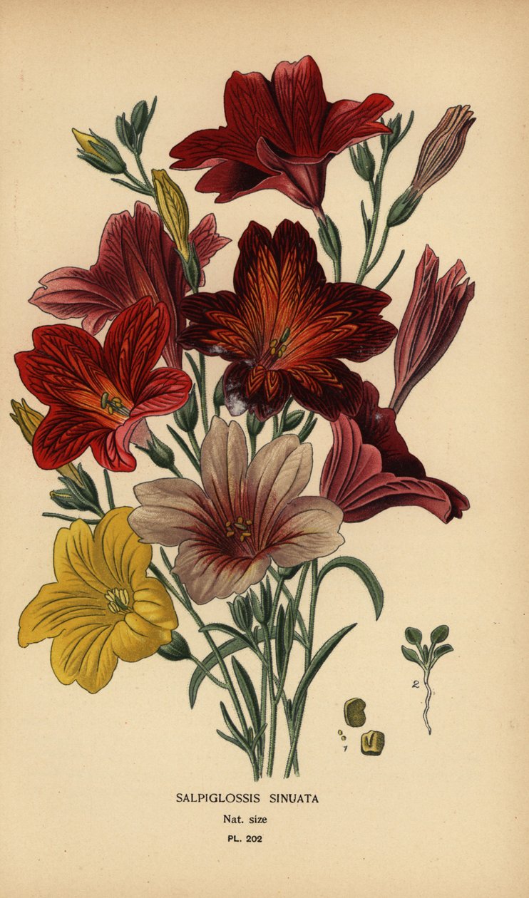 Maalattu kielen tai samettitrumpetin kukka, Salpiglossis sinuata. tekijältä Désiré Georges Jean Marie Bois