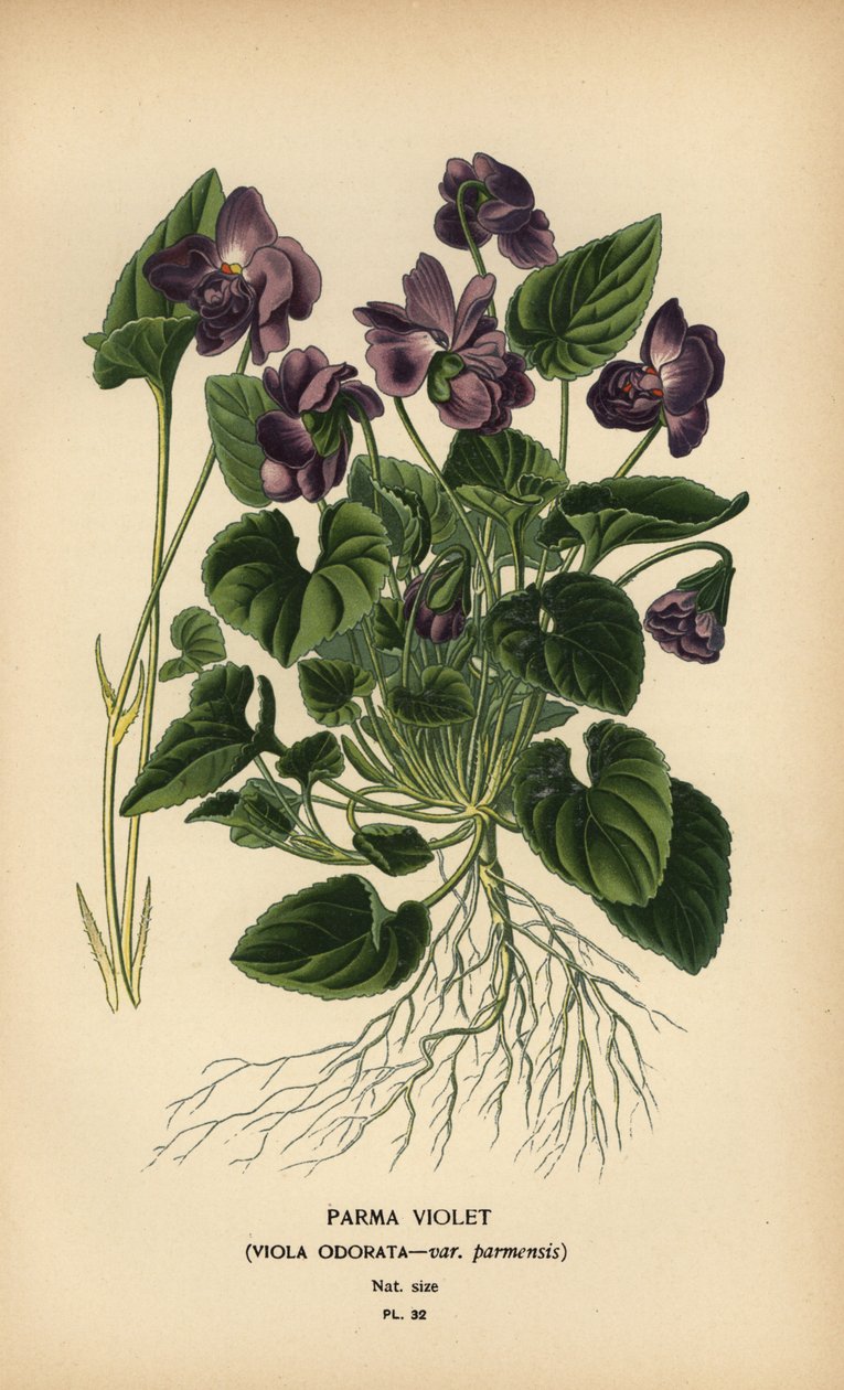 Parman violetti, Viola tuoksuinen. tekijältä Désiré Georges Jean Marie Bois