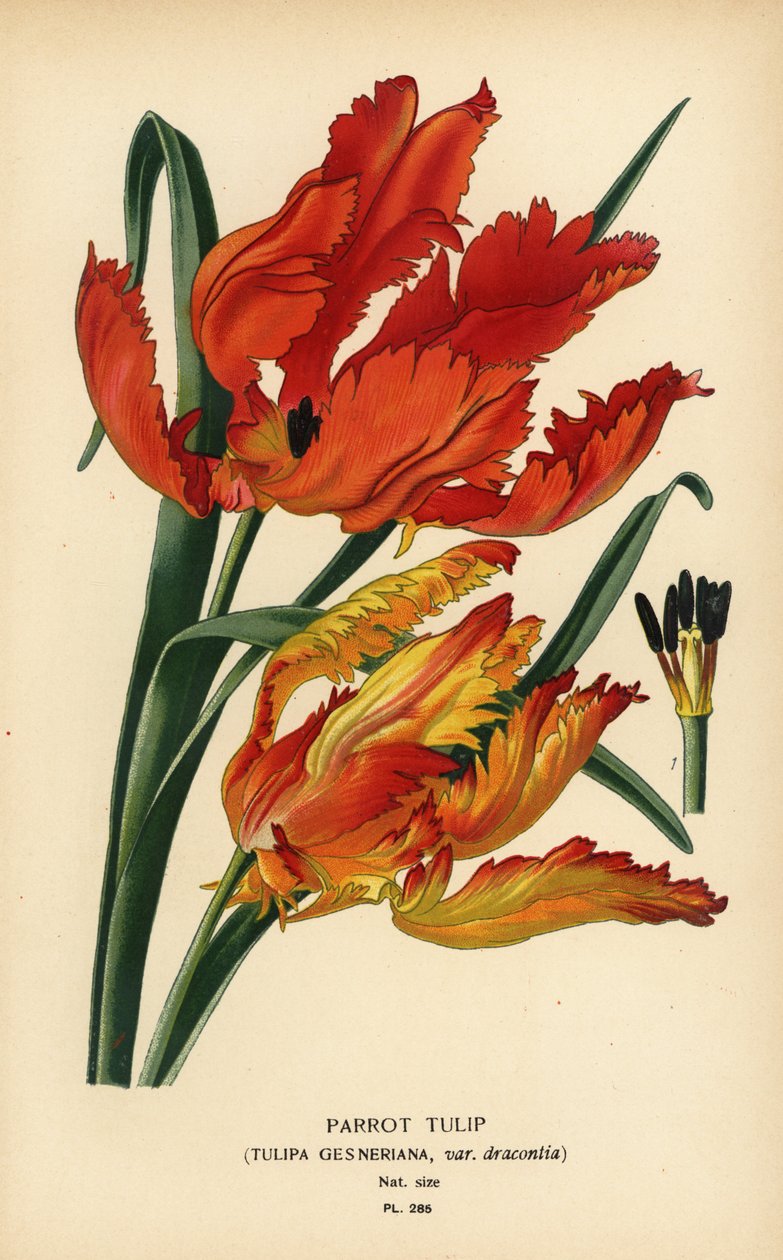 Papukaija tulppaani, Tulipa gesneriana var. dracontia. Kromolitografia Desire Bois