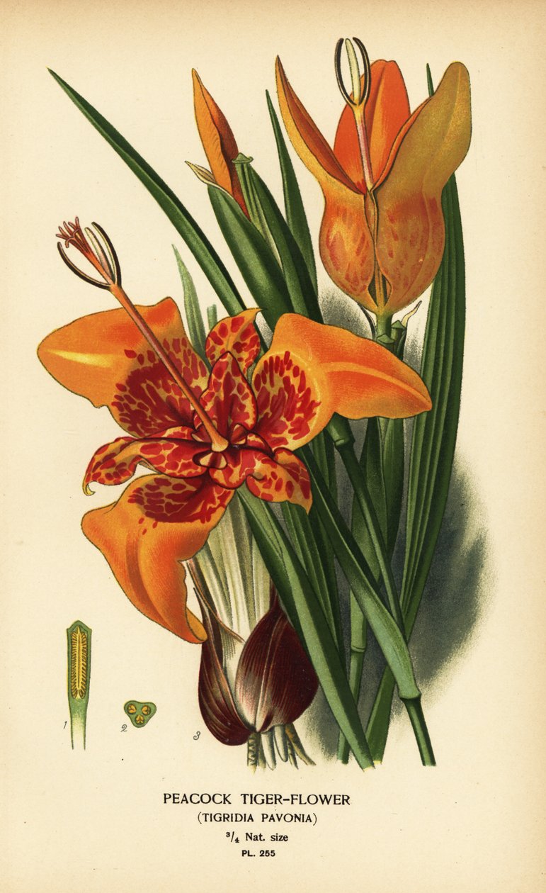 Riikinkukkotiikeri, Tigridia pavonia. Kromolitografia Desire Bois