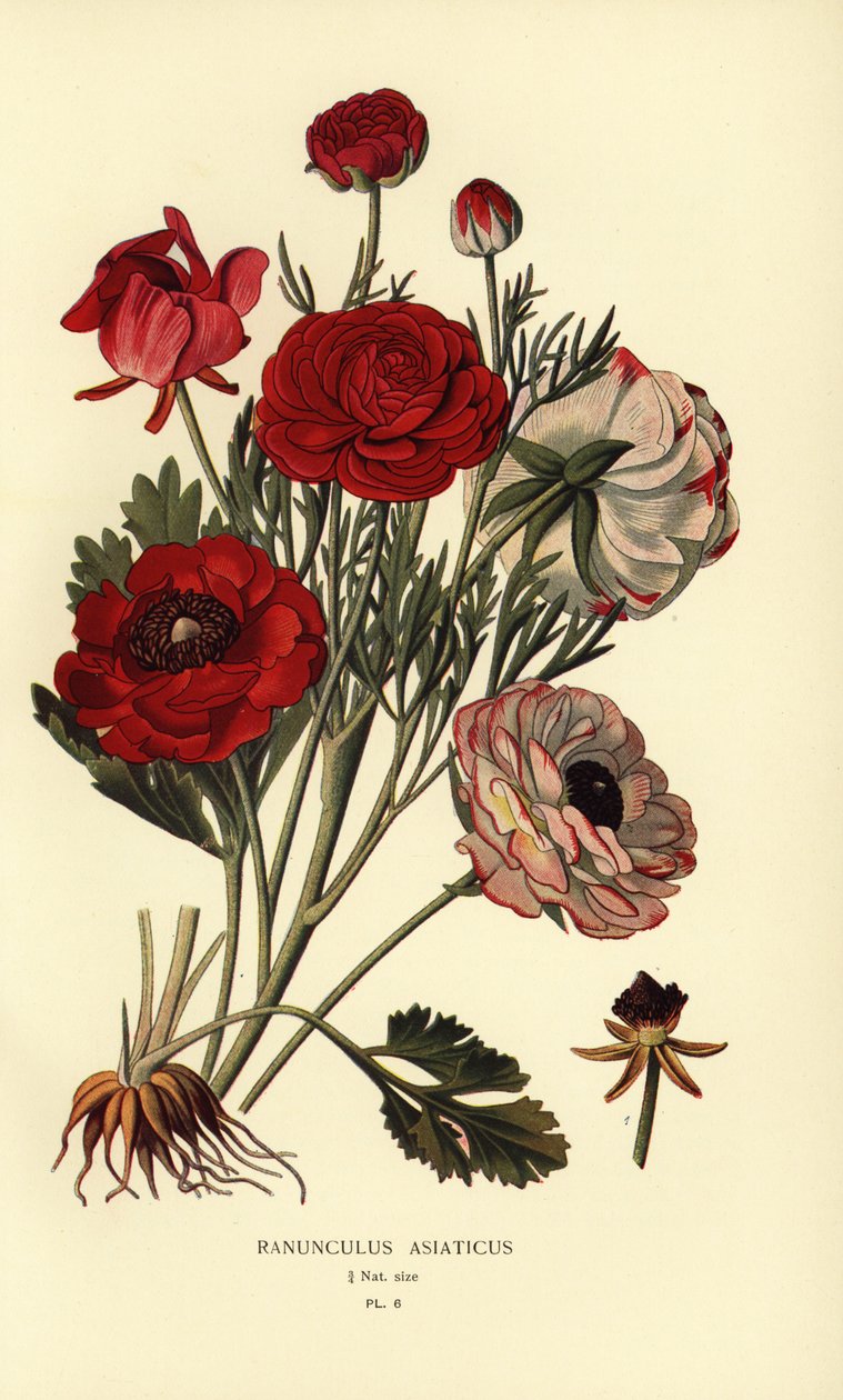 Persialainen leinikki, Ranunculus asiatica. tekijältä Désiré Georges Jean Marie Bois