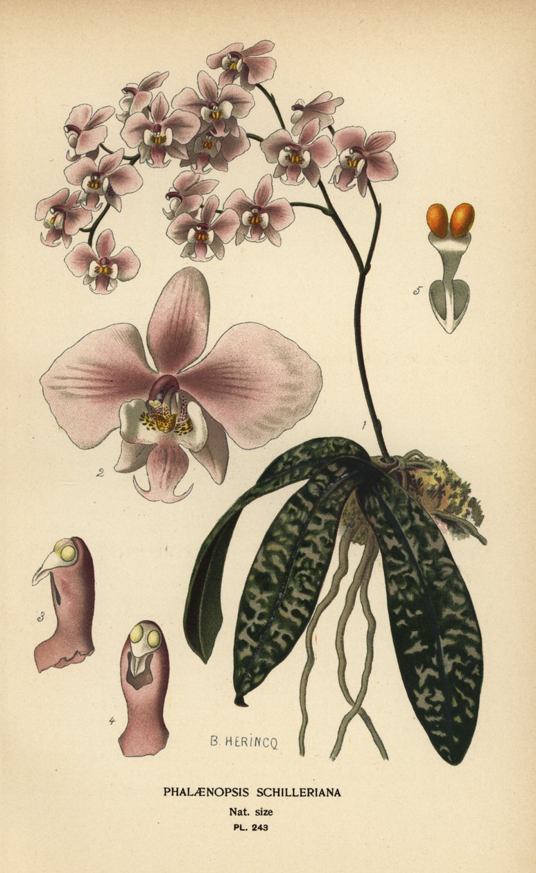 Phalaenopsis schilleriana orkidea. Kromolitografia B. Herincqin kuvituksesta Edward Stepin Favourite Flowers of Garden and Greenhouse -teoksesta, Frederick Warne, Lontoo tekijältä Désiré Georges Jean Marie Bois