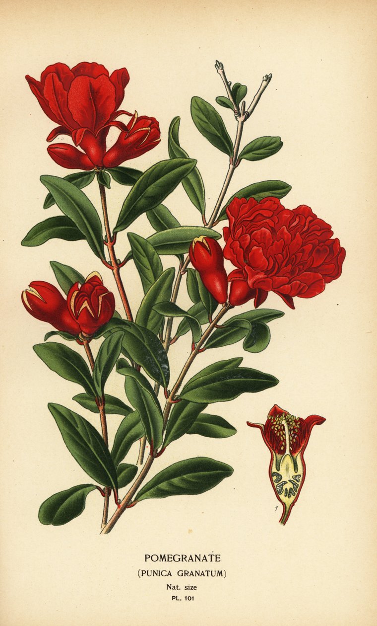 Granaattiomena, Punica granatum. tekijältä Désiré Georges Jean Marie Bois