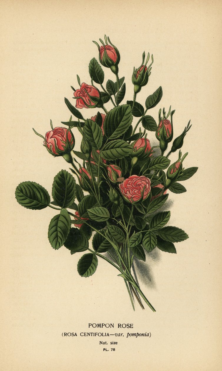 Pompon ruusu, Rosa centifolia var. pomponia. tekijältä Désiré Georges Jean Marie Bois