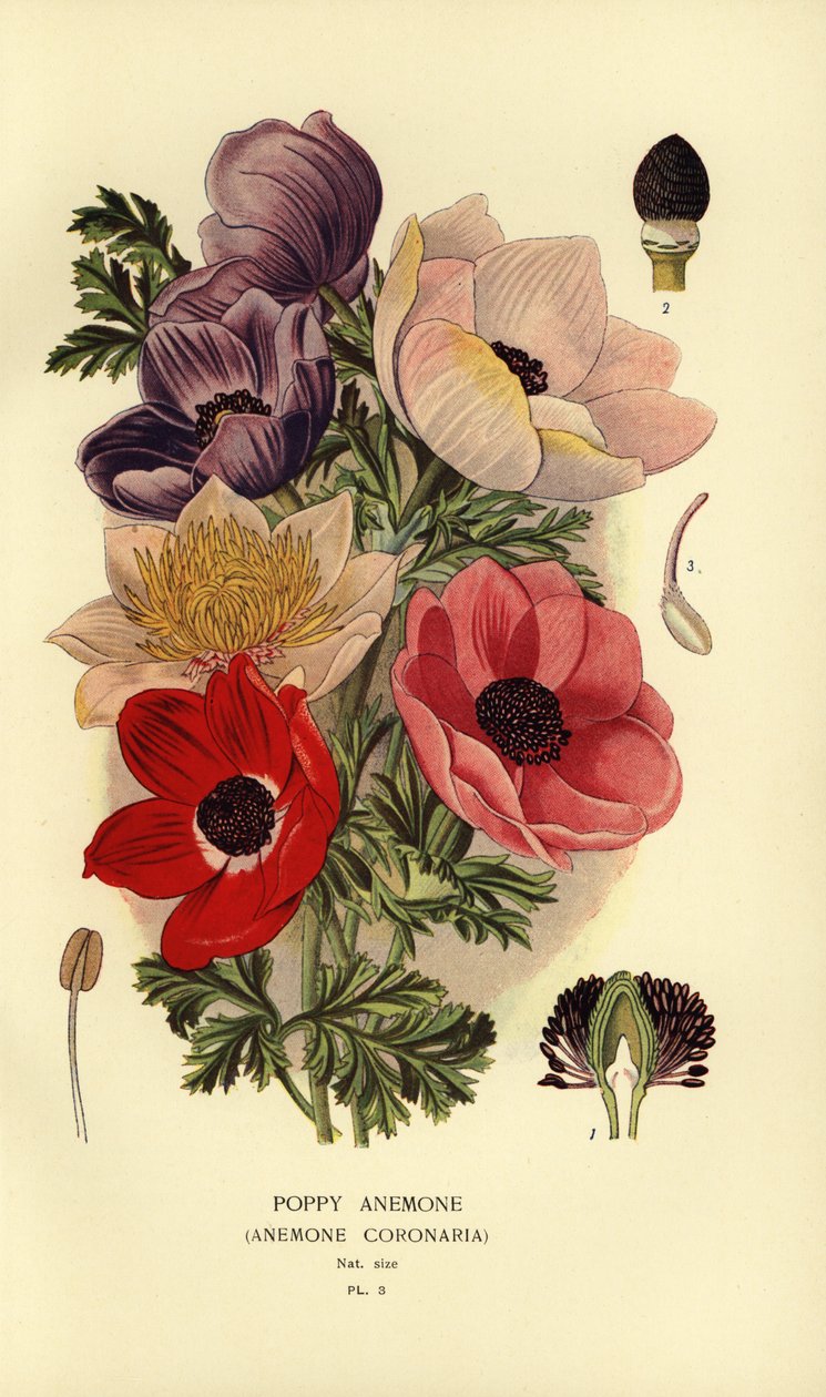 Unikon vuokot, Anemone coronaria. tekijältä Désiré Georges Jean Marie Bois