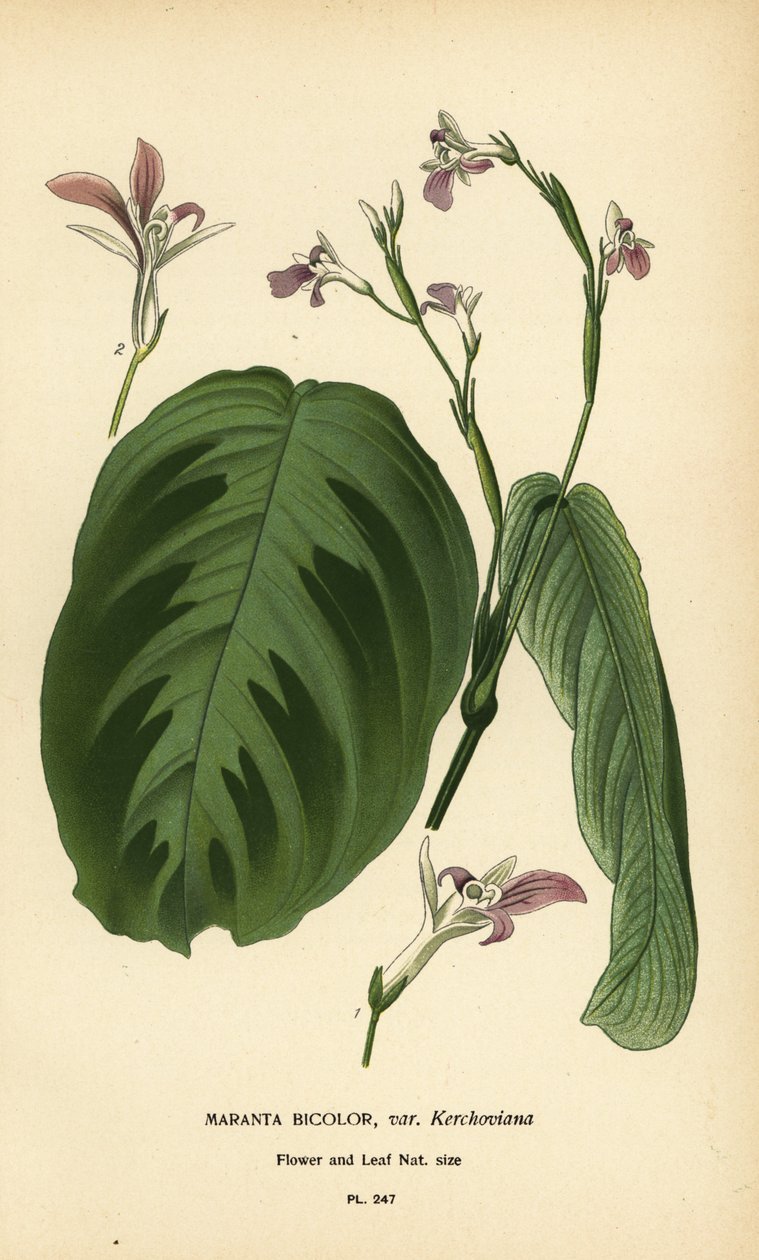 Rukouskasvi, Maranta leuconeura (Maranta bicolor var. Kerchoviana). Kromolitografia Desire Bois