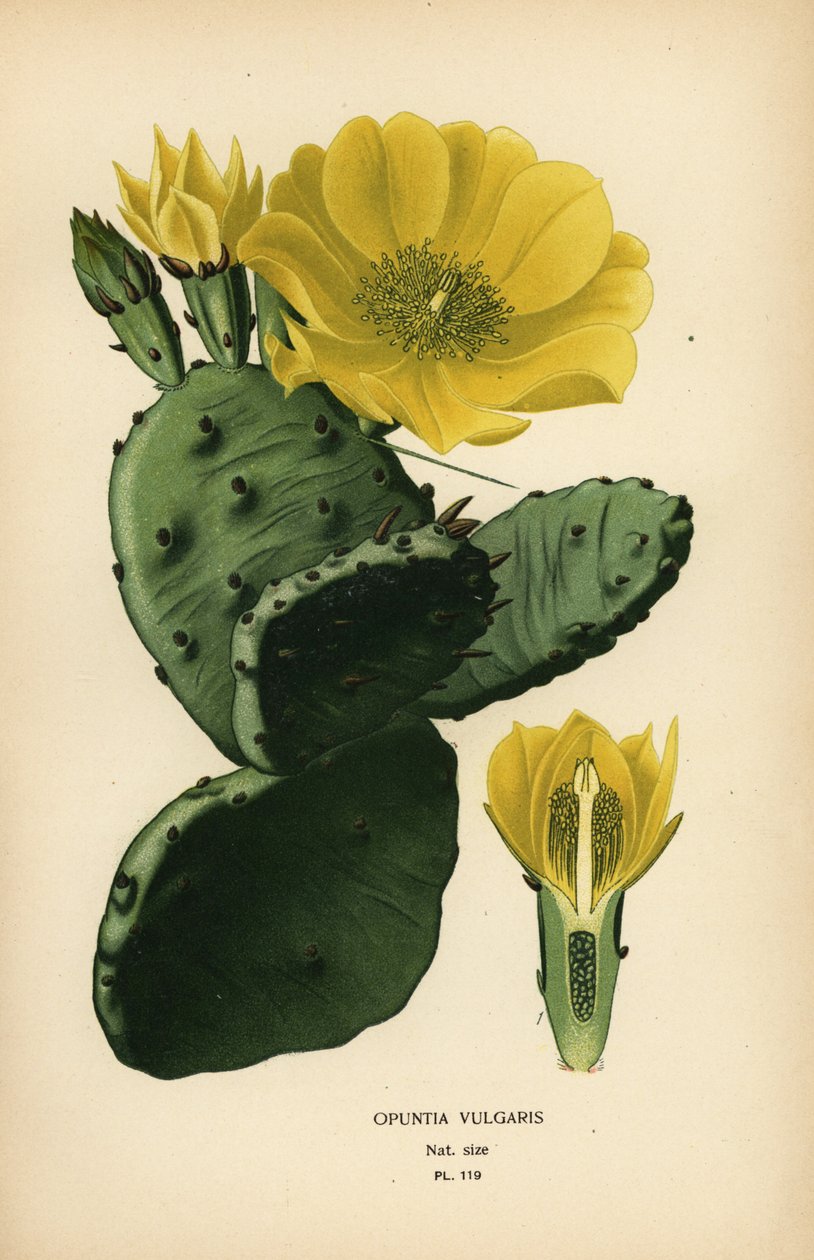 Viikuna- tai intialainen viikuna opuntia, Opuntia ficus-indica tekijältä Désiré Georges Jean Marie Bois