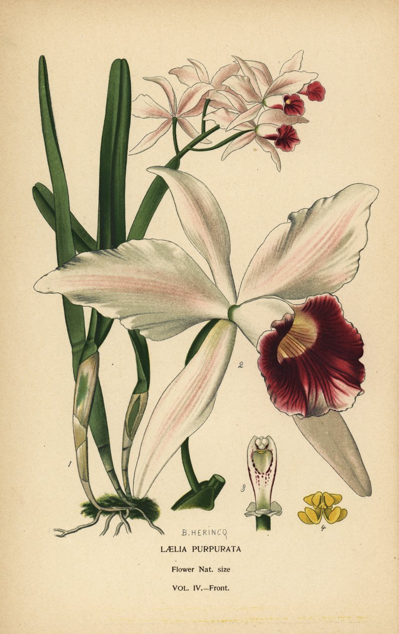 Purppuravärjätty laelia-orkidea, Cattleya purpurata (Laelia purpurata). Kromolitografia B. Herincqin kuvituksesta Edward Stepin Favourite Flowers of Garden and Greenhouse -teoksesta, Frederick Warne, Lontoo tekijältä Désiré Georges Jean Marie Bois