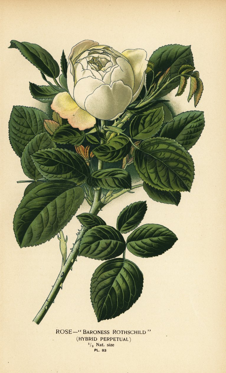 Ruusuparonitar Rothschild, ikuinen hybridi. tekijältä Désiré Georges Jean Marie Bois