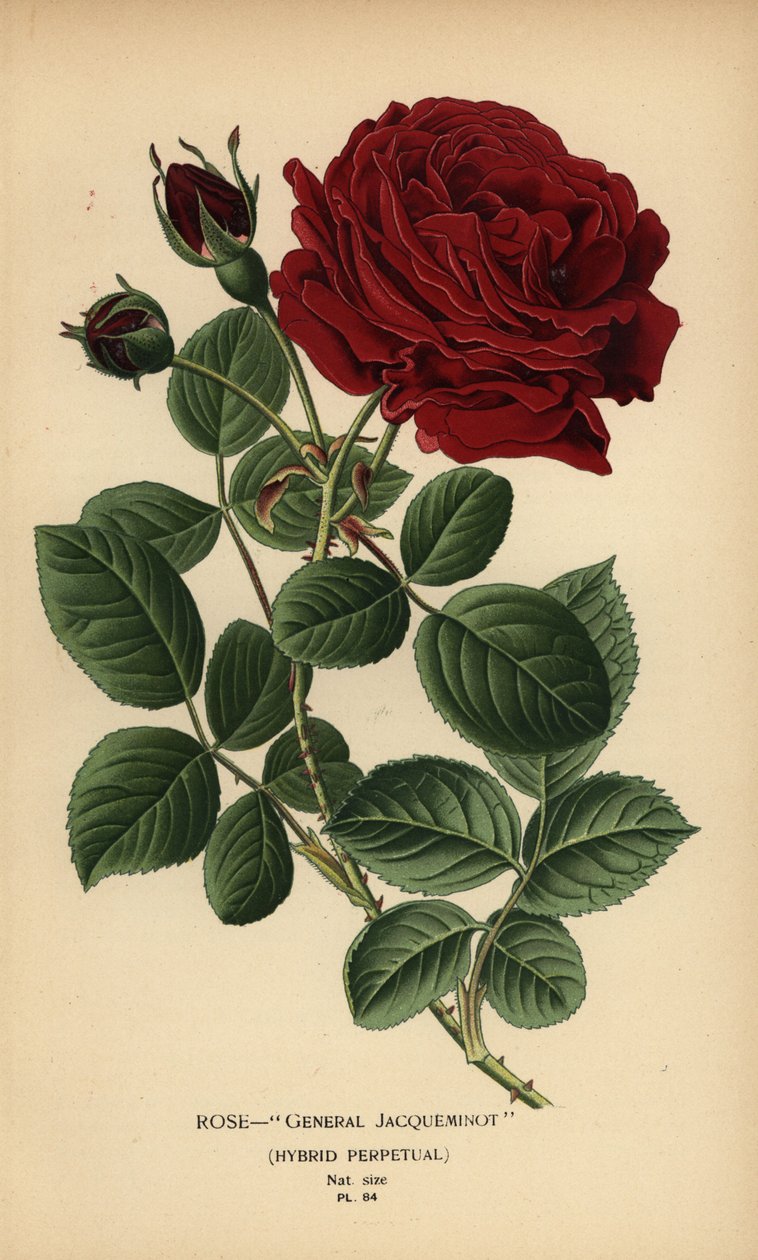 Rose General Jacqueminot, hybridi ikuinen. tekijältä Désiré Georges Jean Marie Bois