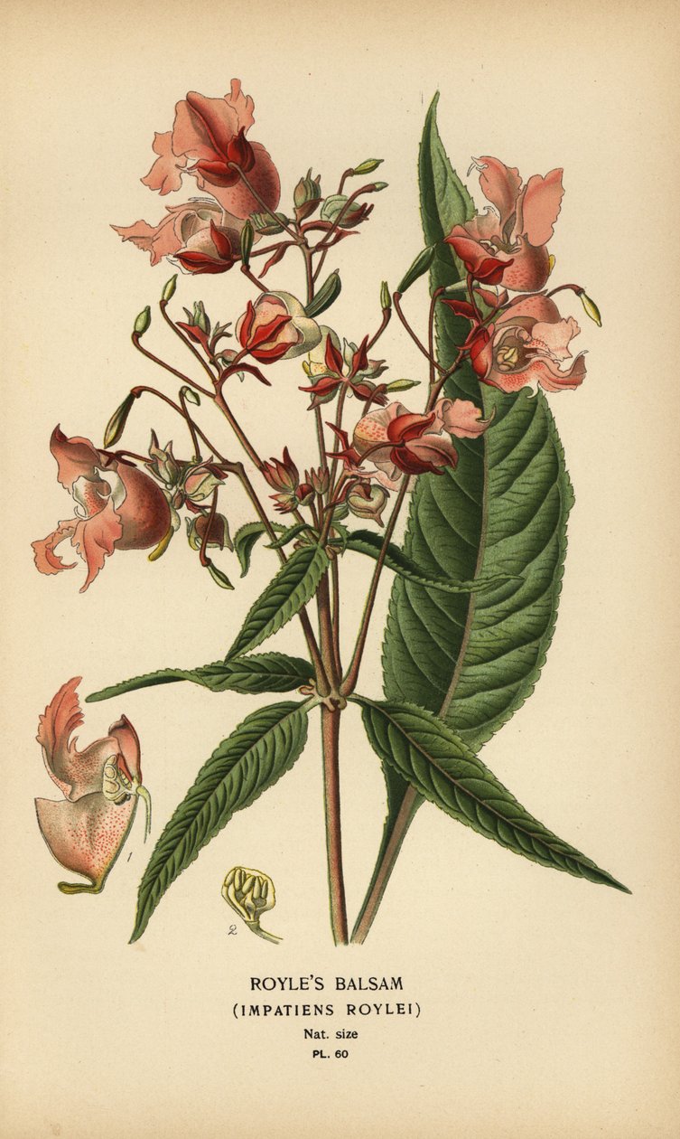 Roylen balsami, Impatiens roylei. tekijältä Désiré Georges Jean Marie Bois