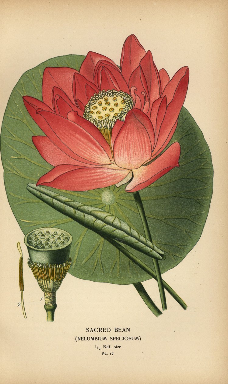 Pyhä papu tai intialainen lootus, Nelumbo nucifera. tekijältä Désiré Georges Jean Marie Bois
