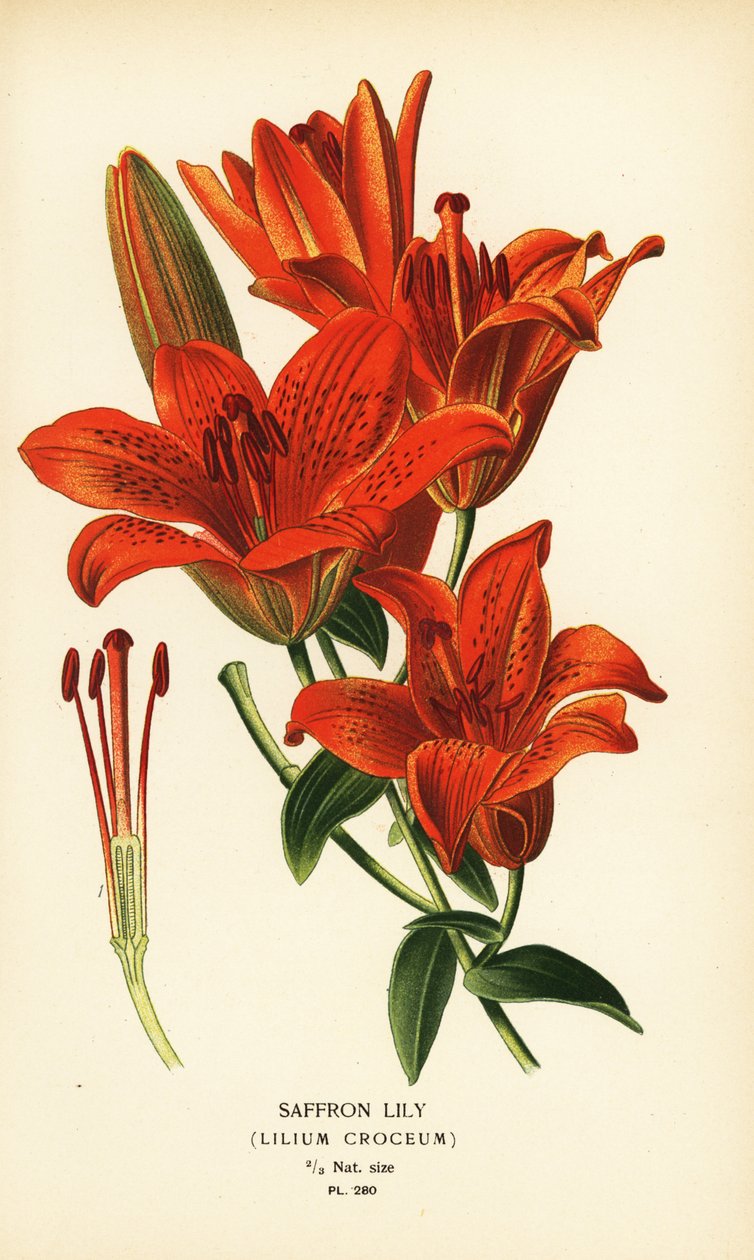 Sahrami lilja, Lilium croceum. Kromolitografia Desire Bois