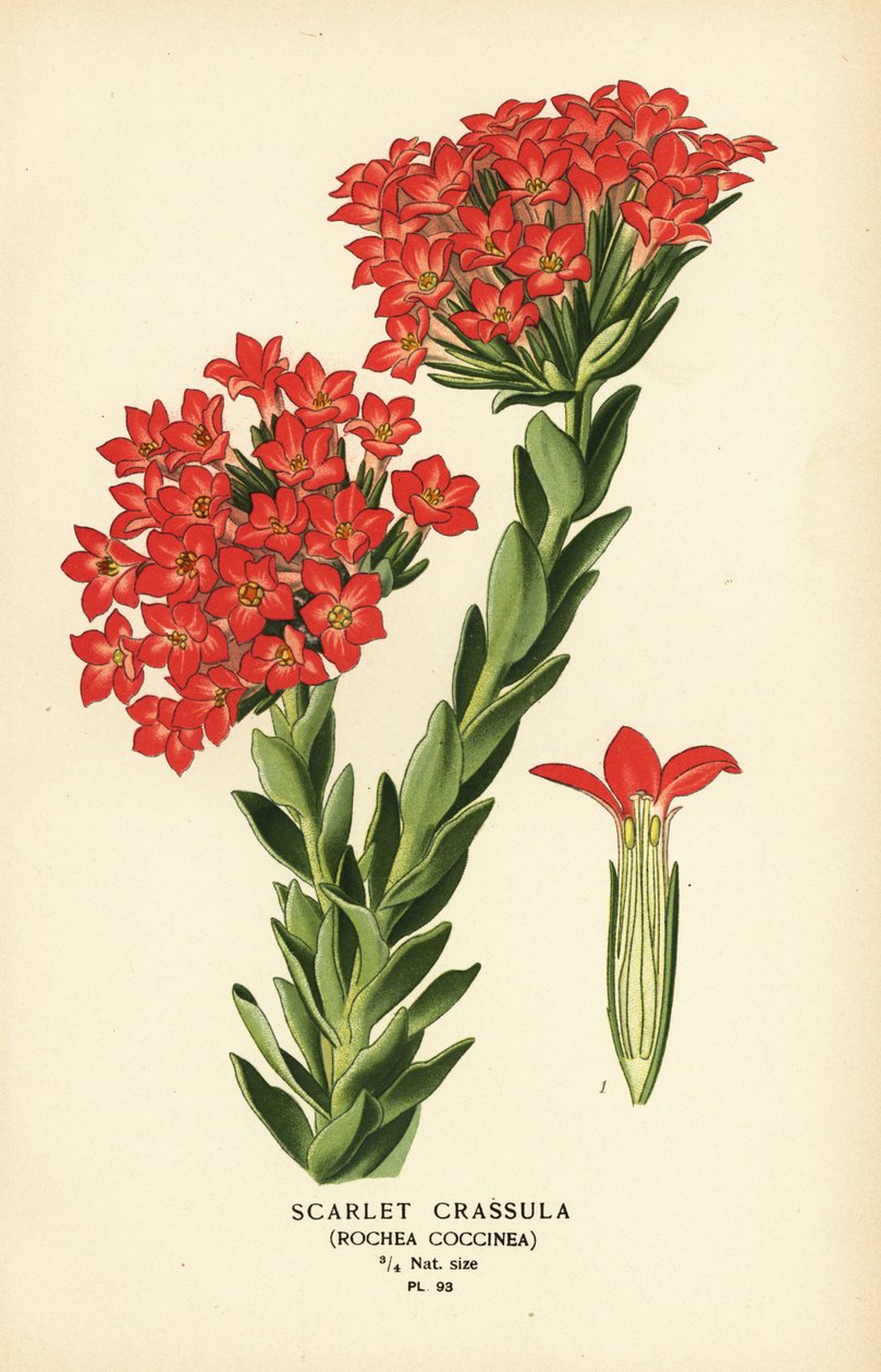 Scarlet carrula, Crassula coccinea. tekijältä Désiré Georges Jean Marie Bois