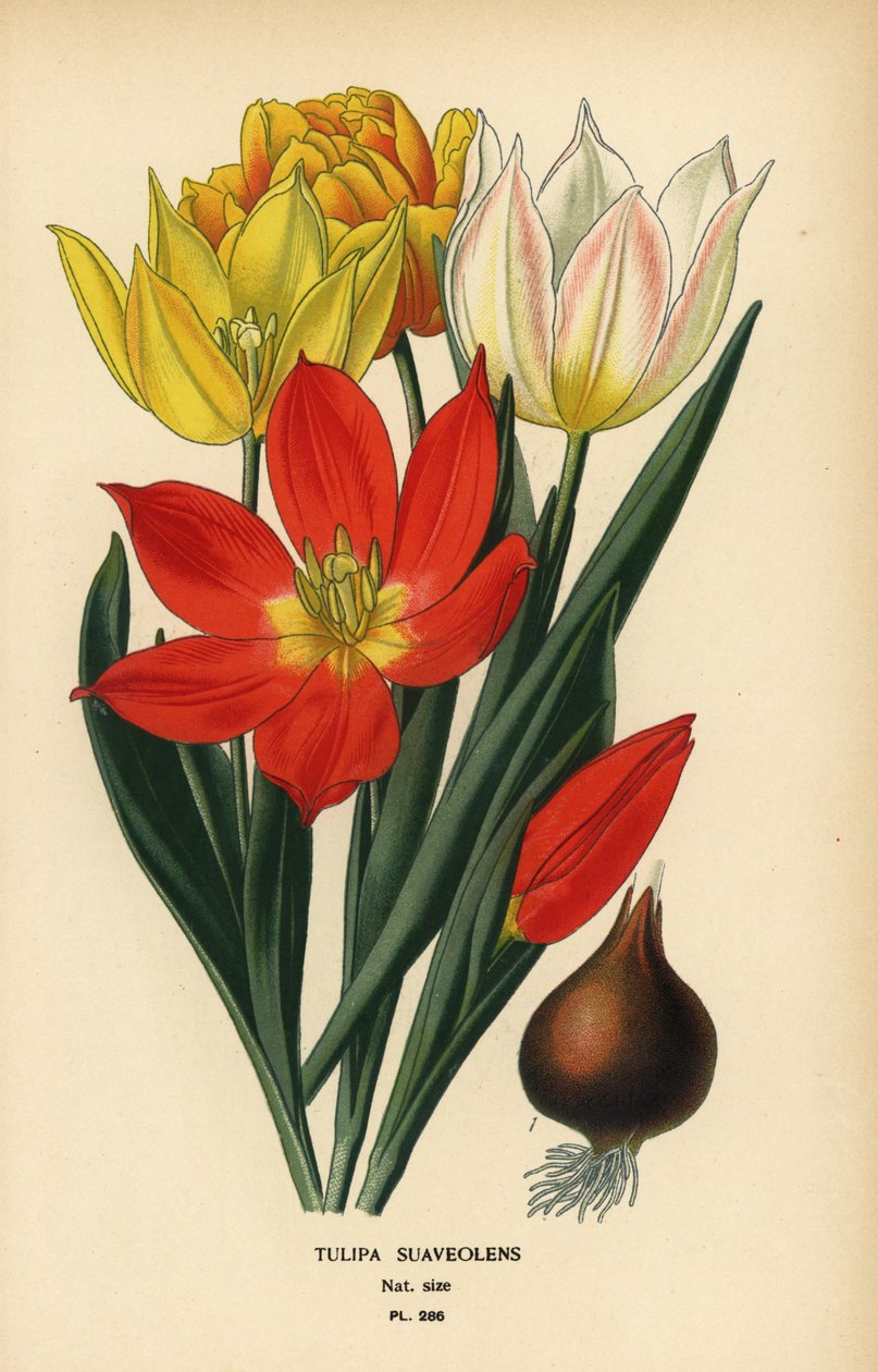 Schrenckin tulppaani, Tulipa suaveolens tai Tulipa schrenkii. Kromolitografia Desire Bois