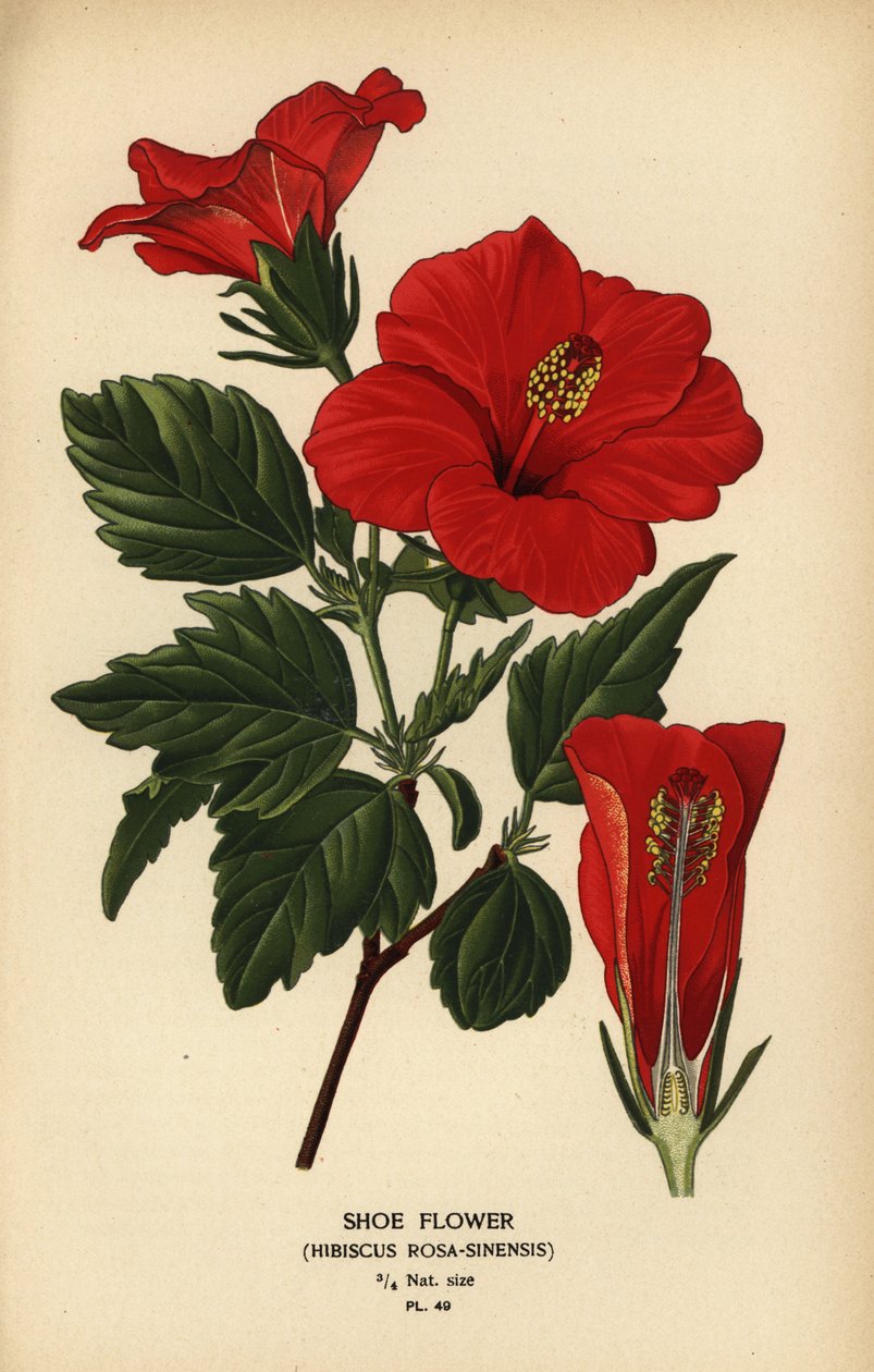 Flor de sabata o rosa de la Xina, Hibiscus rosa-sinensis.finnès tekijältä Désiré Georges Jean Marie Bois
