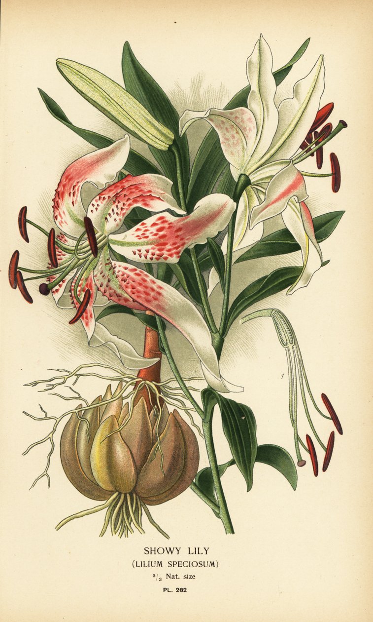 Näyttävä lilja, Lilium speciosum. Kromolitografia Desire Bois