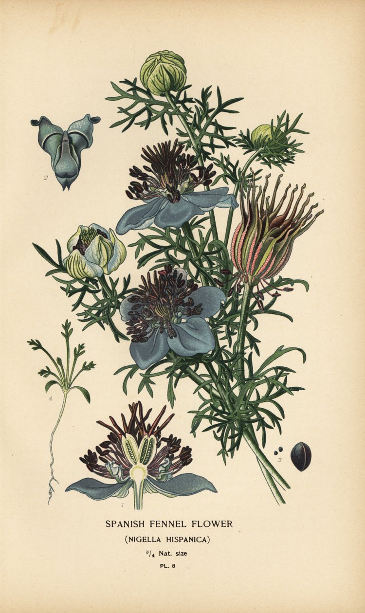Espanjalainen fenkoli, Nigella hispanica. tekijältä Désiré Georges Jean Marie Bois