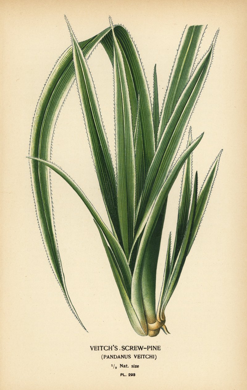 Tahitin ruuvipinta, Pandanus tectorius (Veitchin ruuvimänty, Pandanus veitchii). Kromolitografia Desire Bois