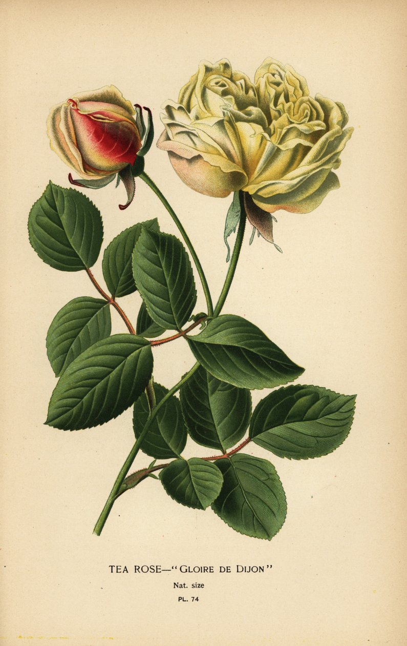 Teeruusuhybridi, Gloire de Dijon, Rosa × odorata. tekijältä Désiré Georges Jean Marie Bois