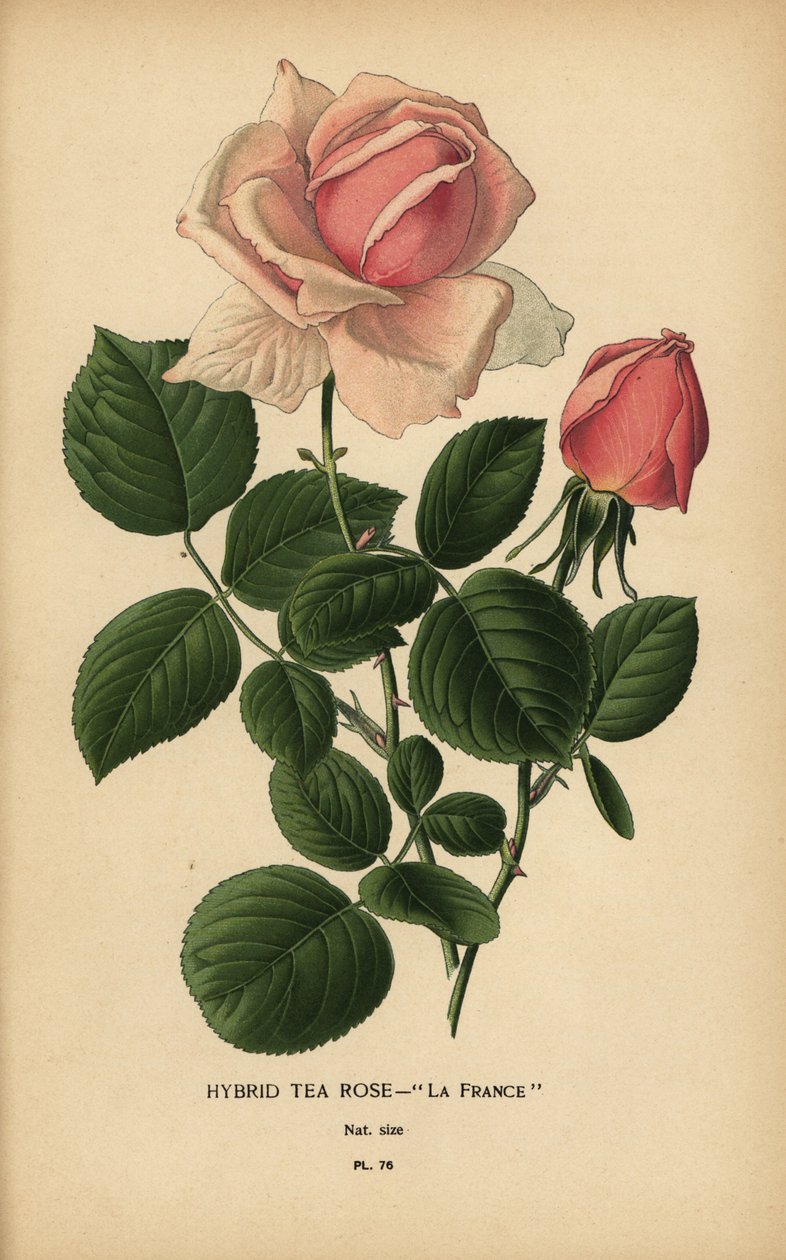 Tea rose hybridi, La France, Rosa × odorata. tekijältä Désiré Georges Jean Marie Bois