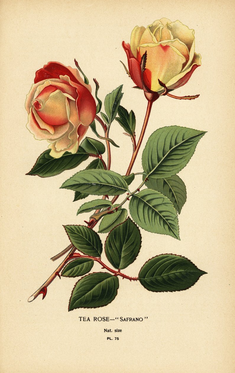 Teeruusuhybridi, Sahrami, Ruusu × Odorata. tekijältä Désiré Georges Jean Marie Bois