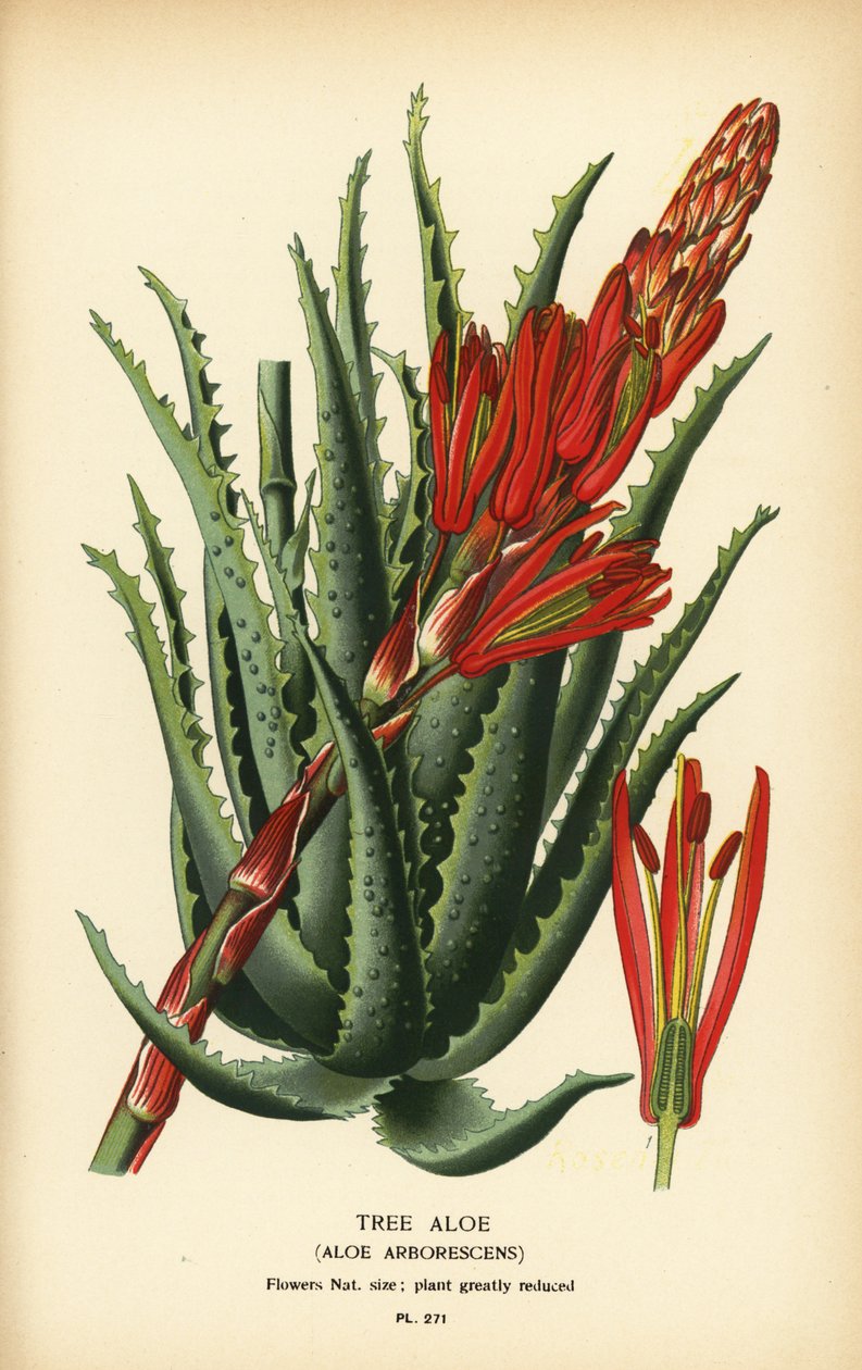 Tree aloe, Aloe arborescens. Kromolitografia Desire Bois