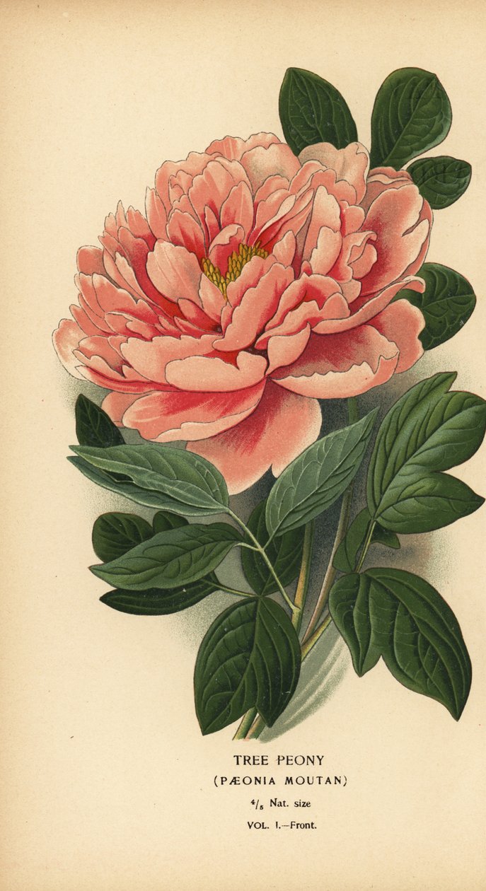 Puupioni, Paeonia moutan. tekijältä Désiré Georges Jean Marie Bois