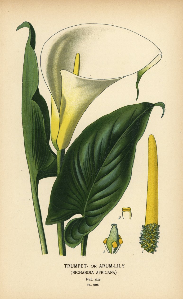 Trumpetililja, arum lilja tai Calla lilja, Zantedeschia aethiopica (Richardia africana). Kromolitografia Desire Bois