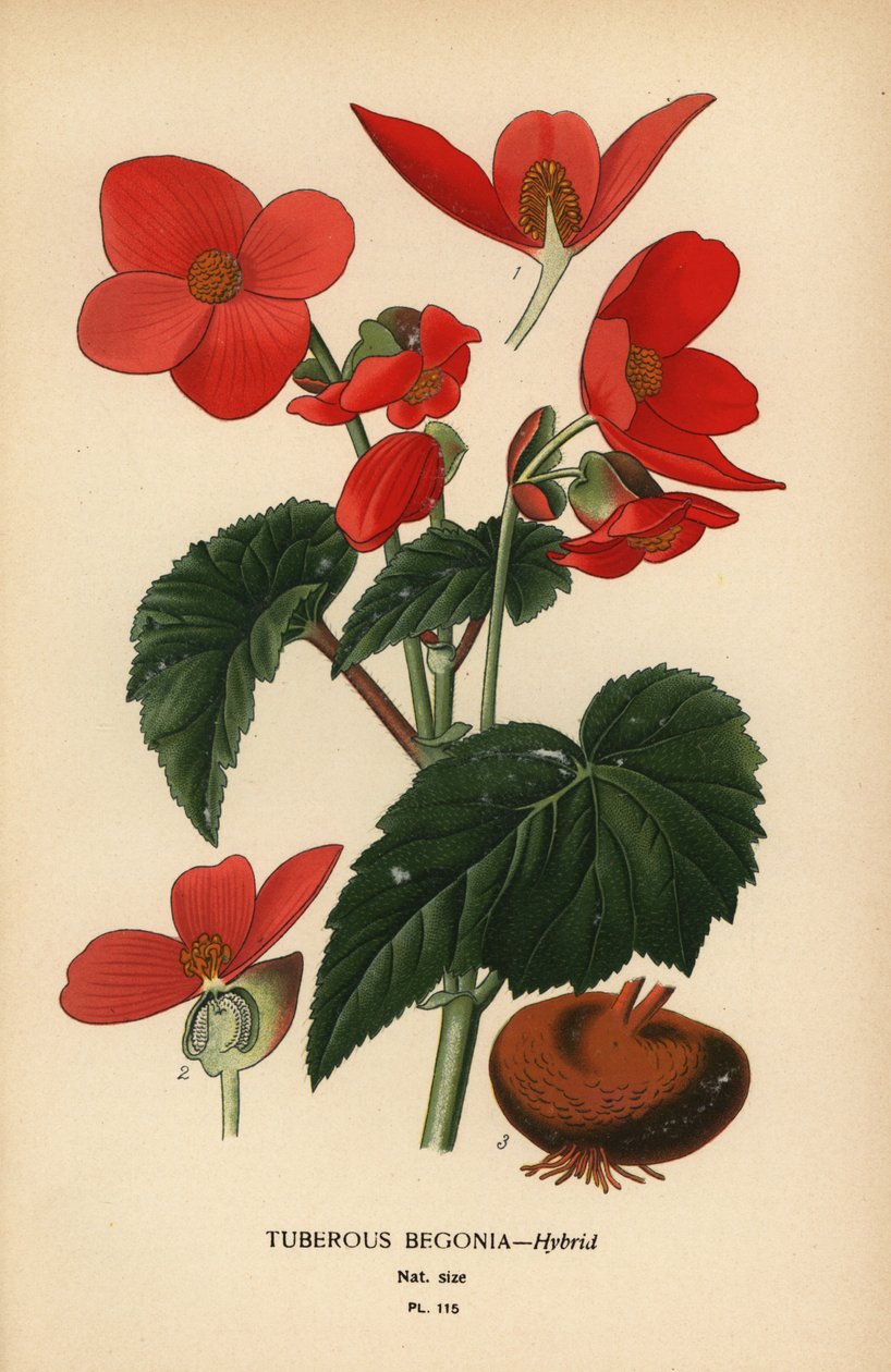 Mukula begonia hybridi. tekijältä Désiré Georges Jean Marie Bois