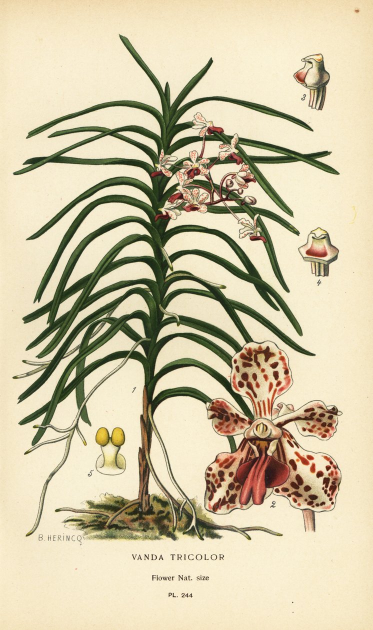 Vanda kolmivärinen orkidea. Kromolitografia B. Herincqin kuvituksesta Edward Stepin Favourite Flowers of Garden and Greenhouse -teoksesta, Frederick Warne, Lontoo tekijältä Désiré Georges Jean Marie Bois