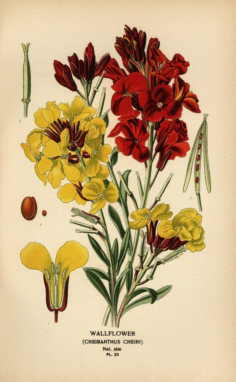 Seinäkukat, Erysimum × cheiri. tekijältä Désiré Georges Jean Marie Bois
