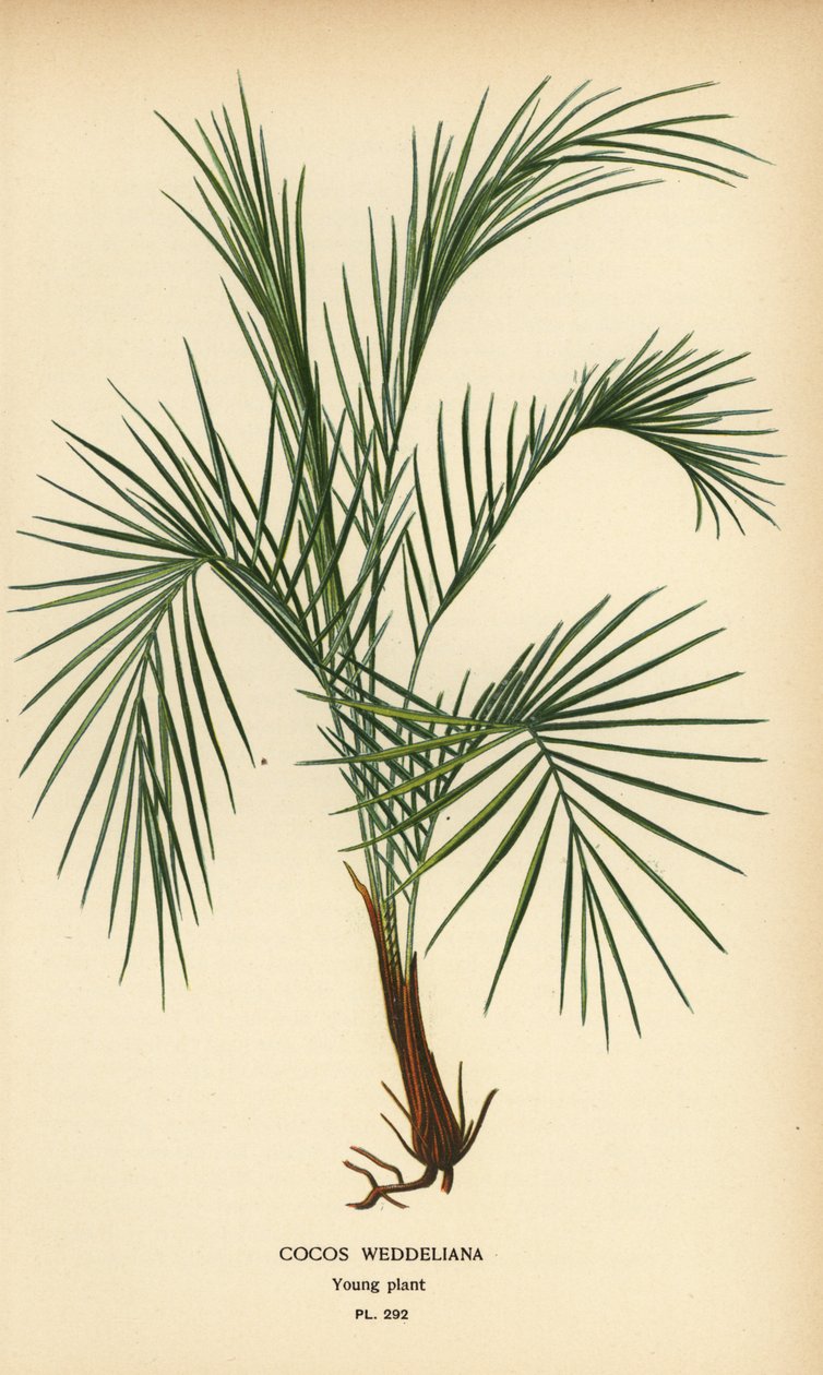 Weddellin palmu, Lytocaryum weddellianum, nuori kasvi (Cocos weddeliana). Kromolitografia Desire Bois