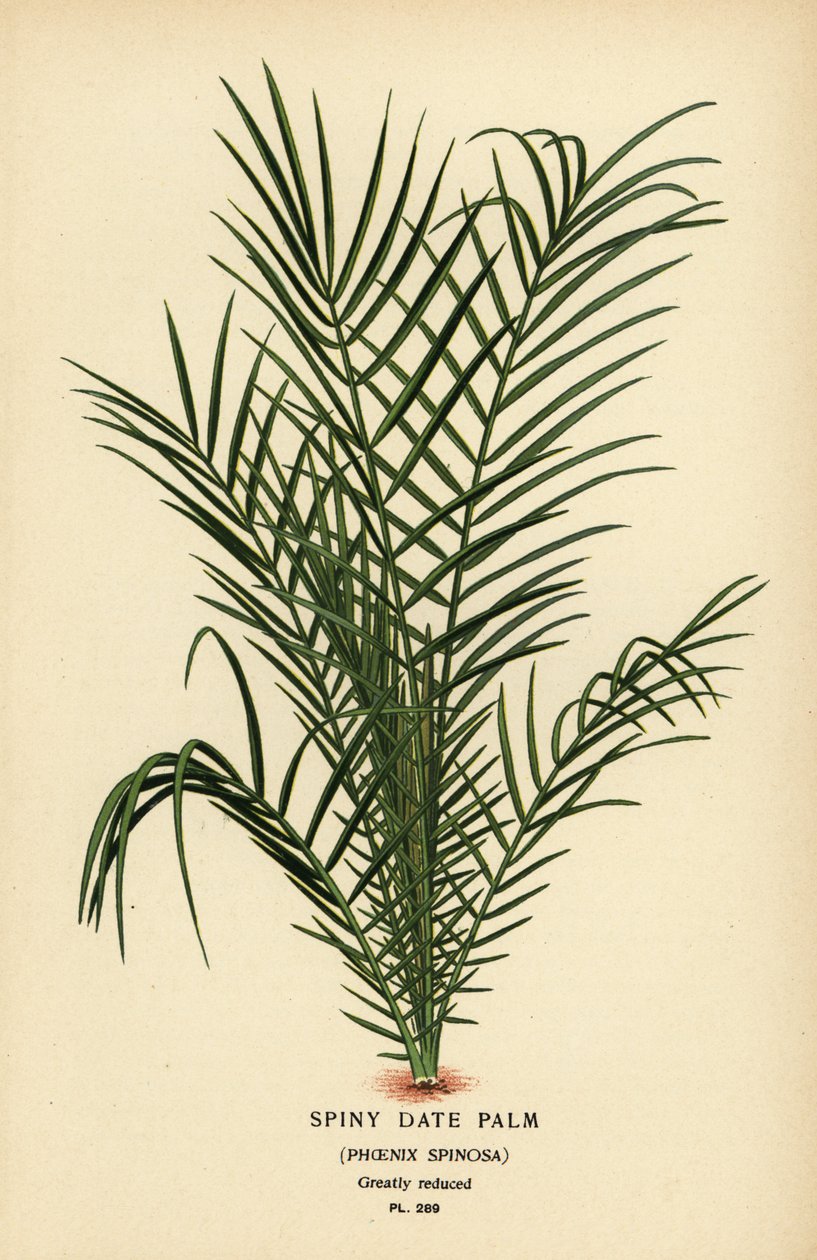 Villi taatelipalmu tai Senegalin taatelipalmu, Phoenix reclinata (Spiny taatelipalmu, Phoenix spinosa). Kromolitografia Desire Bois