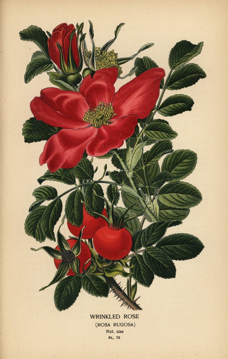 Ryppyinen ruusu, Rosa rugosa. tekijältä Désiré Georges Jean Marie Bois