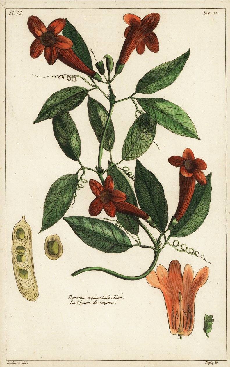 Valkosipuliköynnös, Bignonia equinoctialis, Linn tekijältä Duchesne Duchesne