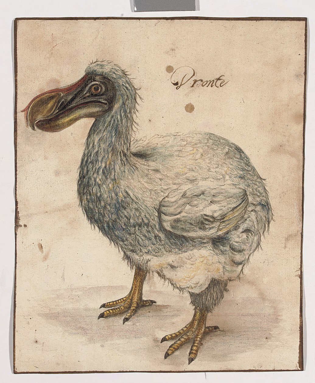 A Dodo (jälkiä mustaa liitua, w/c:tä ja arabikumia ruskeilla pesukehysviivoilla) tekijältä Dutch School