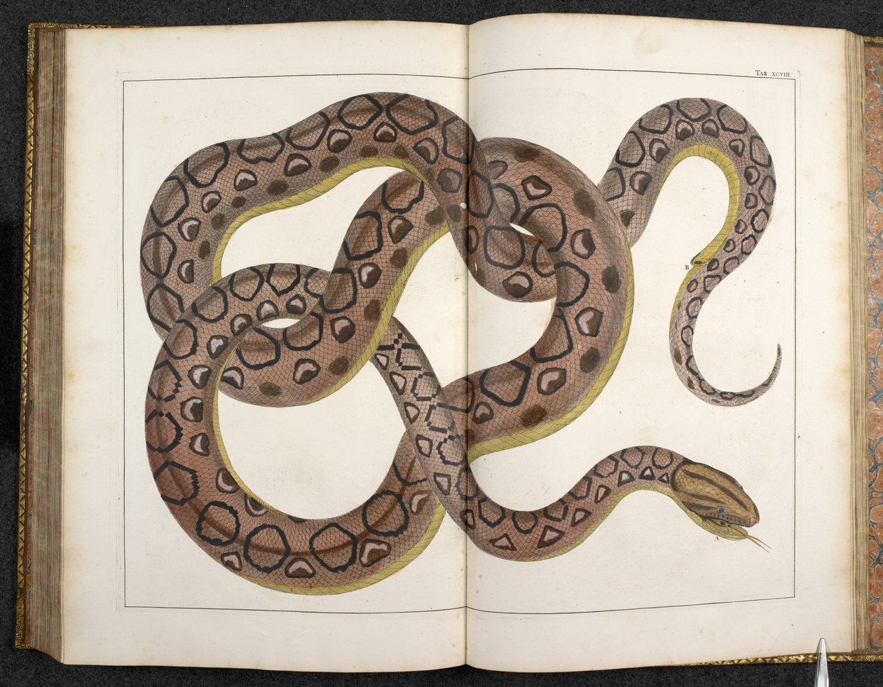 Python, 