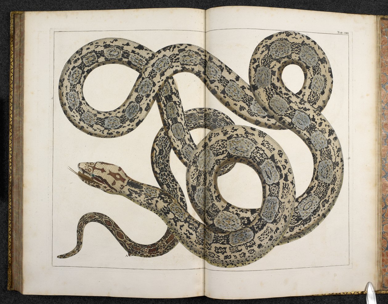Python, 