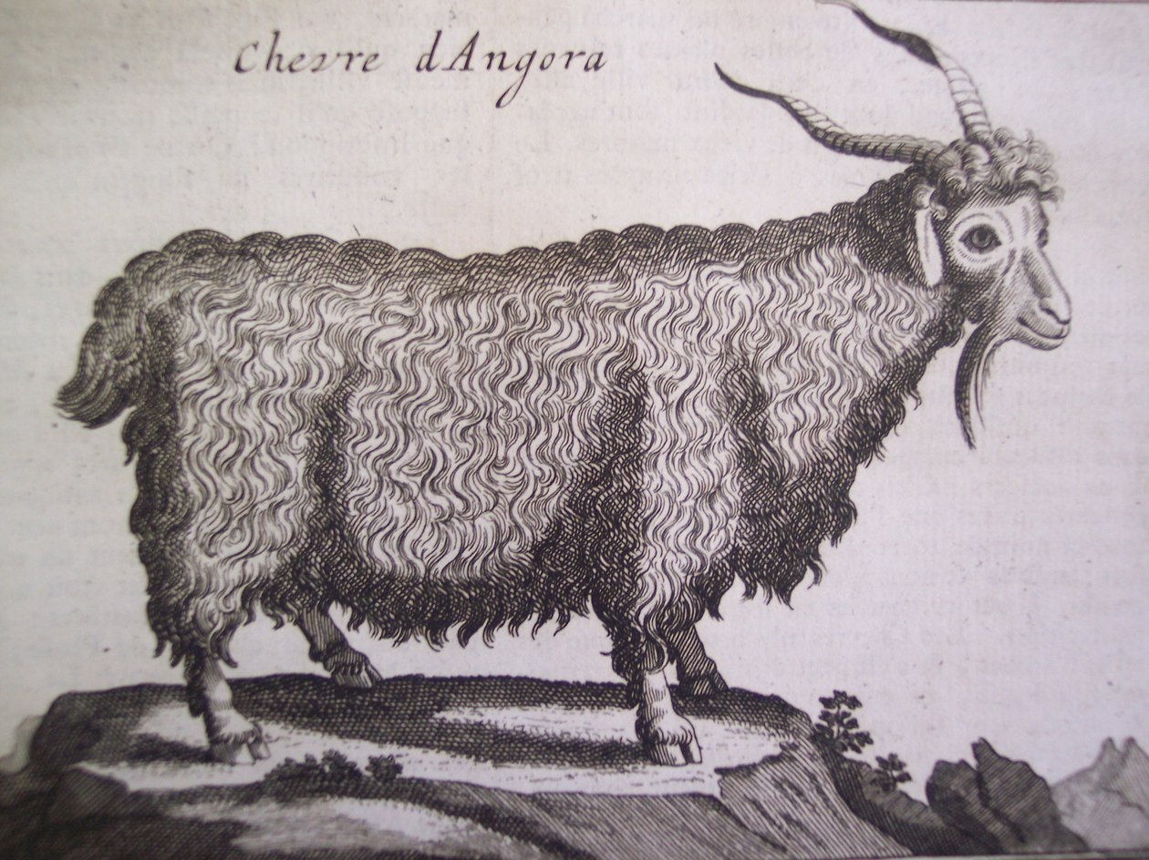 Angoravuohi, Joseph Pitton de Tournefortin teoksesta Relation dun Voyage du Levant, Amsterdam, 1718 tekijältä Dutch School
