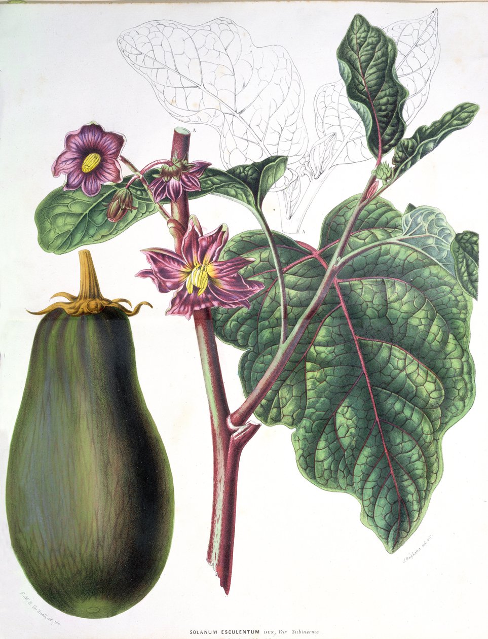Munakoiso, kasvitieteellinen lautanen Alankomaiden kuningaskunnan Flora of the Gardensista, kirjoittanut A. W. Sythoff, 1860 tekijältä Dutch School
