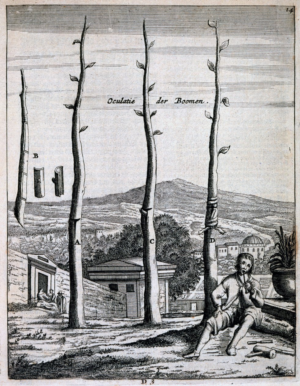 Hedelmäpuut, Jan Commelinin De Nederlandze Hesperides, julkaistu 1676 tekijältä Dutch School