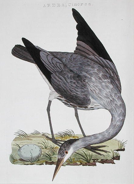 Heron, julkaistu Amsterdamissa tekijältä Dutch School