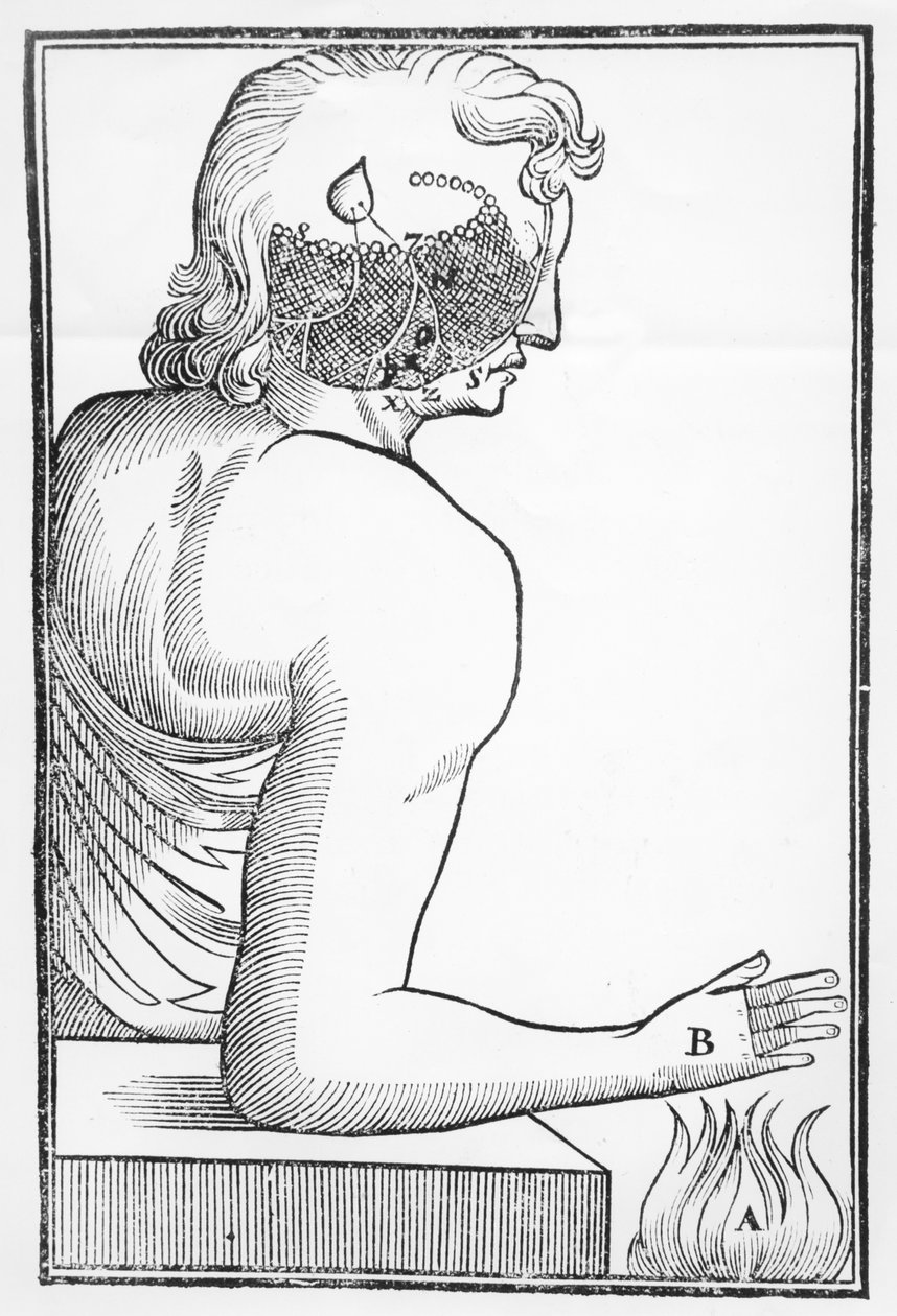 Kuva käpyrauhasen toiminnasta ja vaikutuksesta ihmisen hermostoon suhteessa tulen reaktioon, Tractatus de Homine, julkaissut Amsterdamissa Elsevier, 1677 tekijältä Dutch School