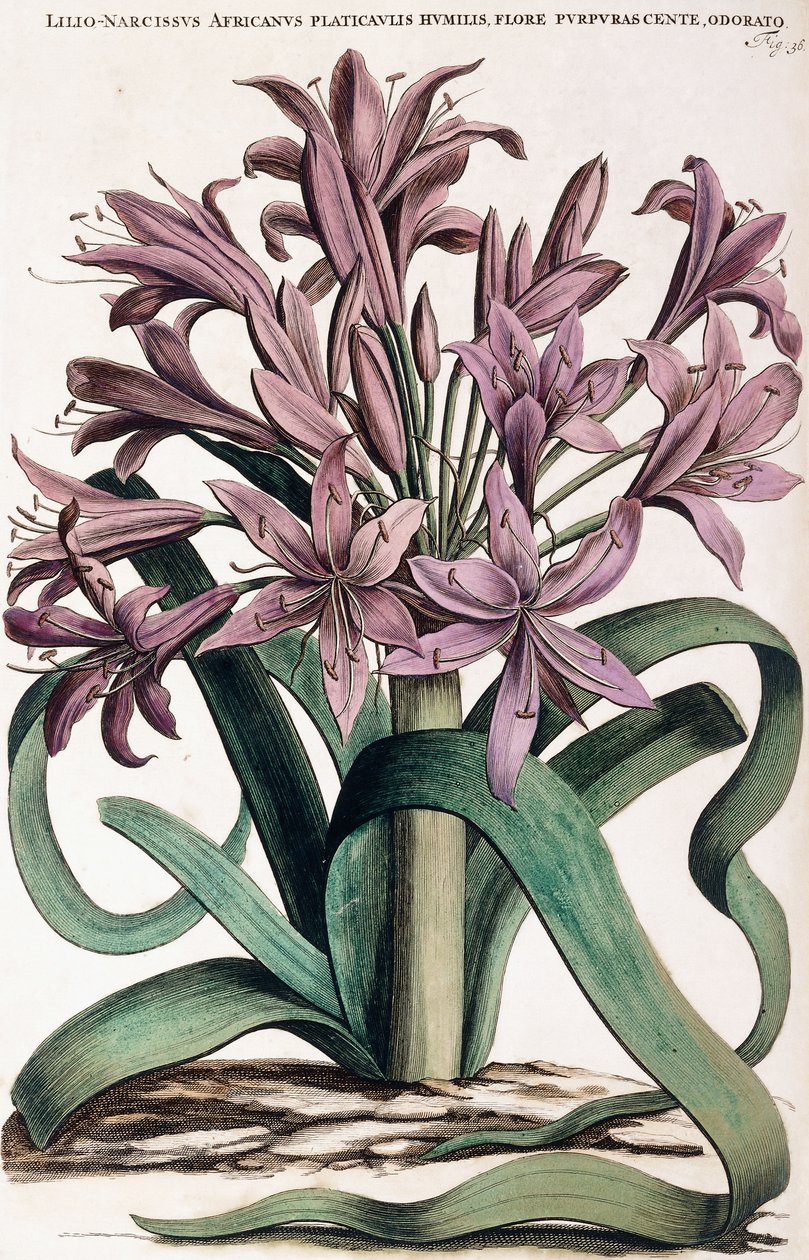 Lillio-Narcissus, 1697-1701 tekijältä Dutch School