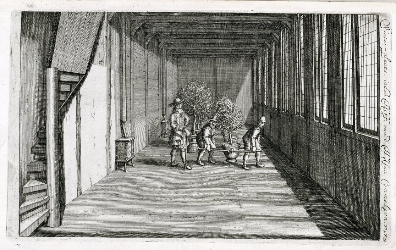Puiden siirtäminen puutarhaan kesäksi, Jan Commelinin De Nederlandse Hesperides, julkaistu 1676 tekijältä Dutch School
