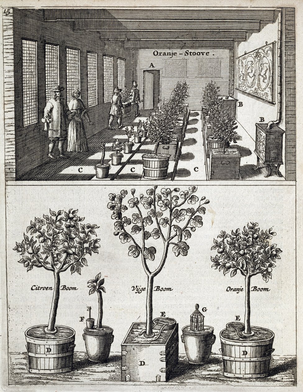 Orangery, Jan Commelinin De Nederlandze Hesperides -julkaisusta, julkaistu 1676 tekijältä Dutch School