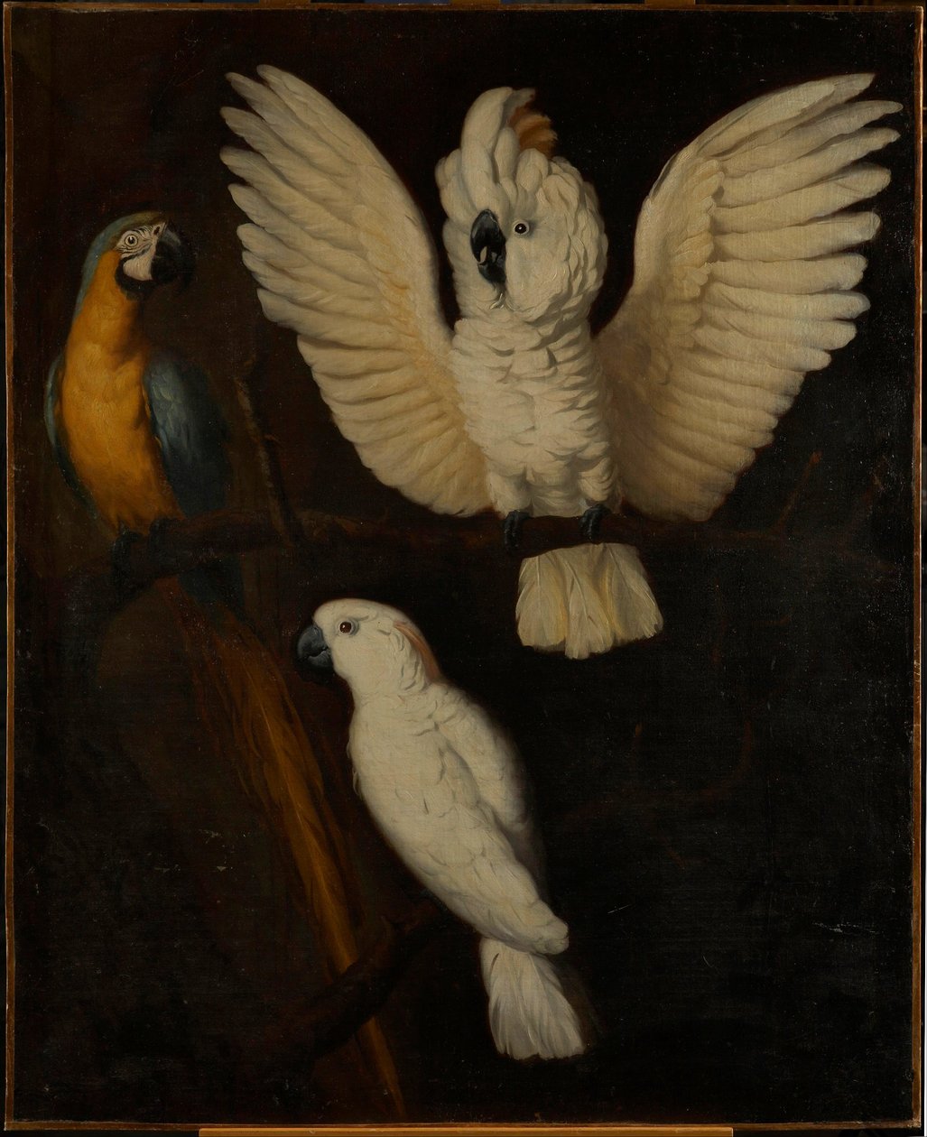 Papukaijat, n. 1670 tekijältä Dutch School