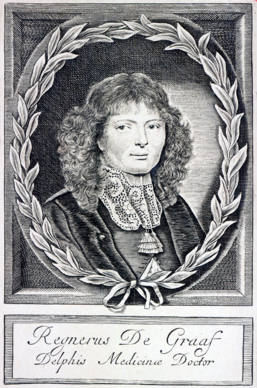 Regnier de Graaf, noin 1670 tekijältä Dutch School