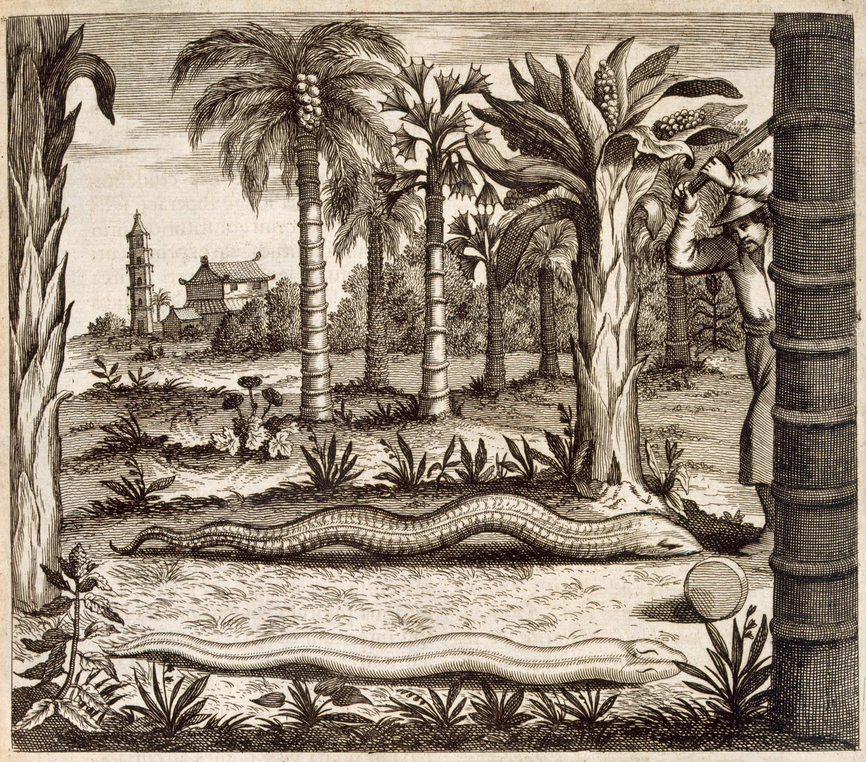 Kivikäärme, Kiinasta Kuvittanut Athanasius Kircher (1601-80) 1667 tekijältä Dutch School